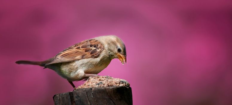 Sparrow. Sparrows are a family of small passerine birds, Passeridae. They are also known as true sparrows, or Old World sparrows, names also used for a particular genus of the family, Passer
