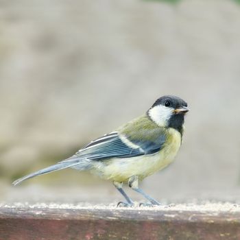 The Great Tit - Parus major. The Eurasian blue tit is a small passerine bird in the tit family Paridae. The bird is easily recognisable by its blue and yellow plumage