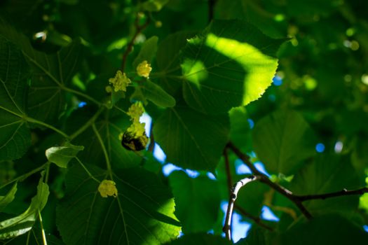 Close up of the clusters of blooming flowers of common life Tilia x europaea, also known as linden, basswood, lime tree, lime bush.bumblebee collects nectar, lime honey