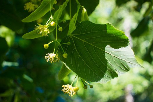 Close up of the clusters of blooming flowers of common life Tilia x europaea, also known as linden, basswood, lime tree, lime bush.bumblebee collects nectar, lime honey