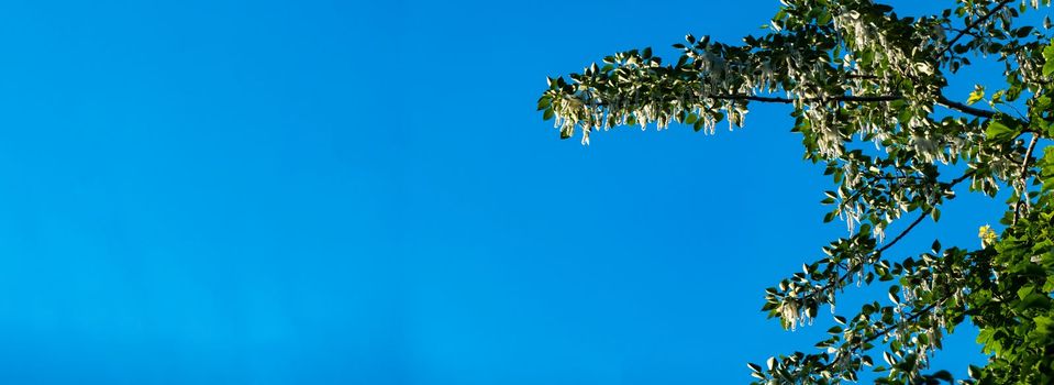 poplar seeds that are produced by the female trees of the species. Poplar fluff is to blame for allergies, summer begins with poplar fluff. Magic poplar. banner with copy space