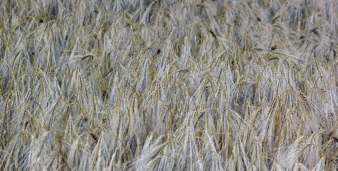Winter barley harvest in June in the field. Lincolnshire, England, UK