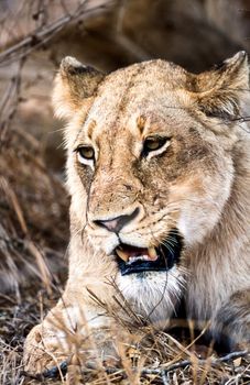 Lion, (Panthera leo), Kruger National Park, Mpumalanga, South Africa, Africa