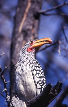 Southern Yellowbilled Hornbill (Tockus flavirostris), Central Kalahari Game Reserve, Ghanzi, Botswana, Africa