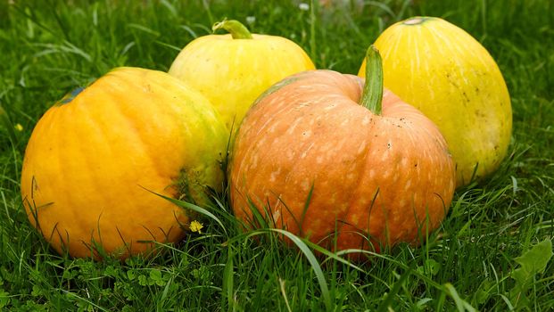 Pumpkin in the garden, orange, large and ripe, growing under sunlight