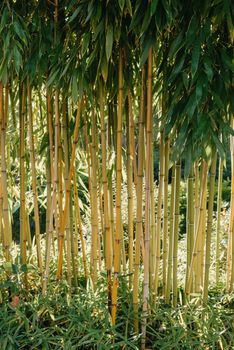 green bamboo tree in a garden,