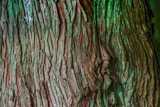 Beautiful detail and texture from big tree. Suitable for making background imagesใ