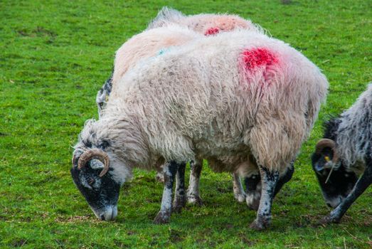 Sheep flock grazing on sheep farm pasture. Sheep farm scene. Sheep flock grazing on sheep farm