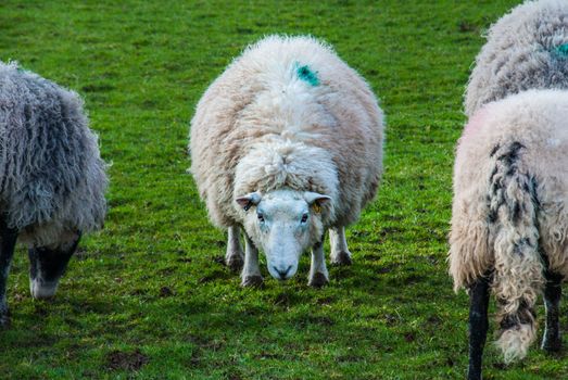 The front view of the sheep is looking at the camera