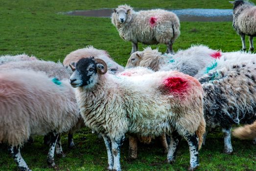 Portrait of cute sheep in herd looking at camera