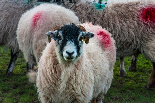 Portrait of cute sheep in herd looking at camera