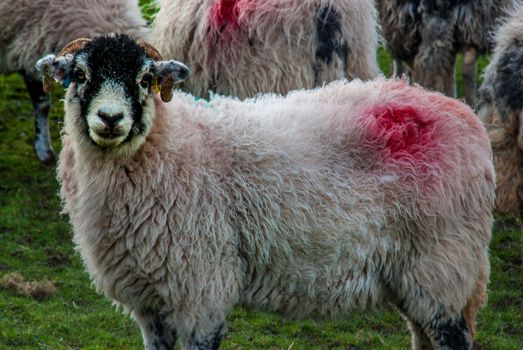 Portrait of cute sheep in herd looking at camera
