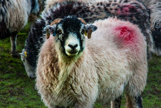 Portrait of cute sheep in herd looking at camera
