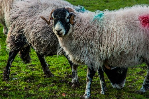 Portrait of cute sheep in herd looking at camera