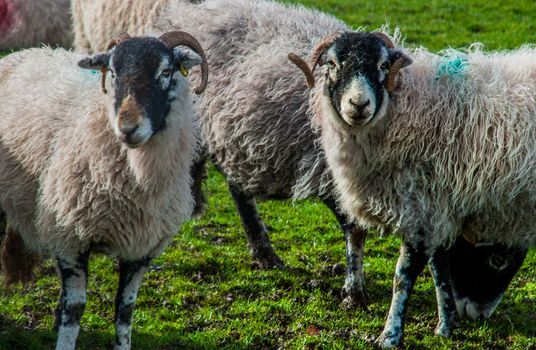 Portrait of cute sheep in herd looking at camera