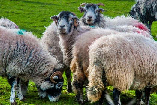 Sheep flock grazing on sheep farm pasture. Sheep farm scene. Sheep flock grazing on sheep farm