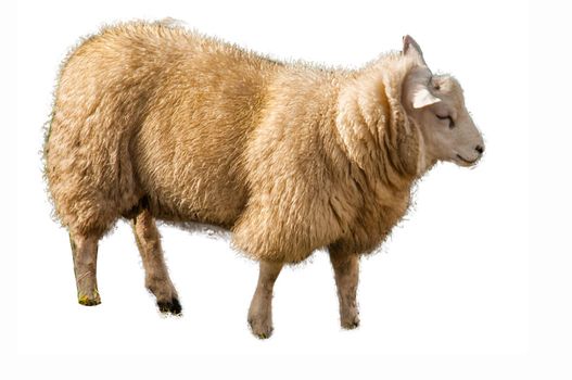Side view of a Sheep against white background