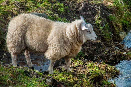 Side view of a Sheep against white background