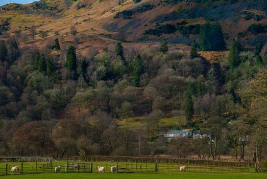 Landscape with English countryside of sheep on the hillside