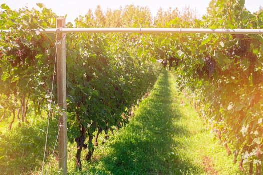 Vineyards with grapevine for wine production,Italy Europe.