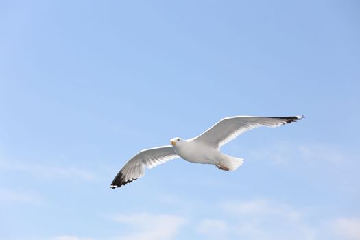 Baikal big gull flies in the blue sky over Lake Baikal