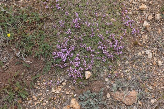 Baikal aromatic medicinal thyme grows on Olkhon Island