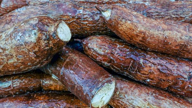 Cassava, also called manioc, yuca, balinghoy, mogo, mandioca, kamoteng kahoy, tapioca and manioc root, a woody shrub of the Euphorbiaceae family native.