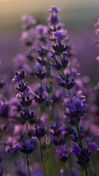 Blooming lavender in a field at sunset in Provence, France.