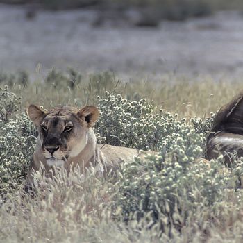 Lion, (Panthera leo), Africa, Namibia, Oshikoto, Etosha National Park