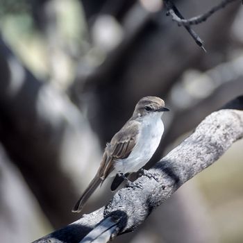 Marico Flycatcher, (Melaenornis mariquensis), Africa, Namibia, Oshikoto, Etosha National Park
