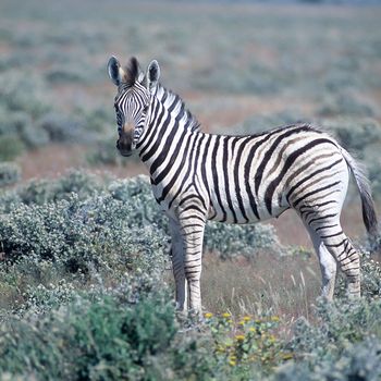 Plains Zebra, (Equus burchellii), Africa, Namibia, Oshikoto, Etosha National Park