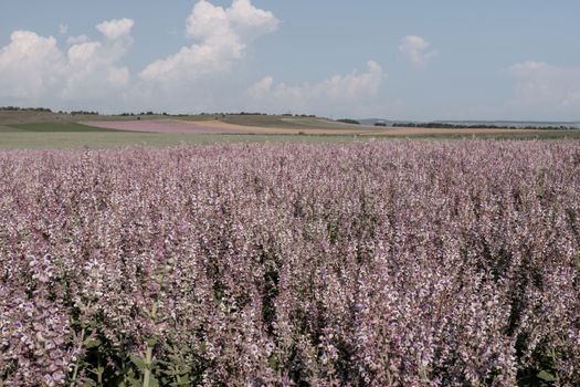 Field of Clary sage - Salvia Sclarea in bloom, cultivated to extract the essential oil and honey. Field with blossom sage plants during golden sunset, relaxing nature view.