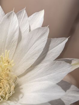 Close-up White color delicate petal of Echinopsis Cactus flower