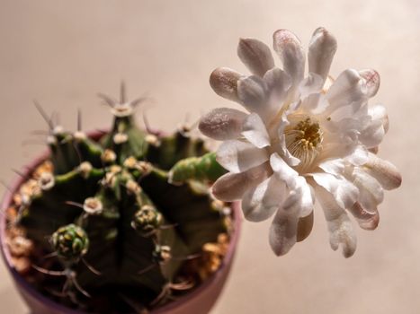 Light Brown on white color delicate petal of Gymnocalycium Cactus flower