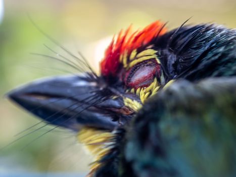 Close up the face of Juvenile Coppersmith barbet bird