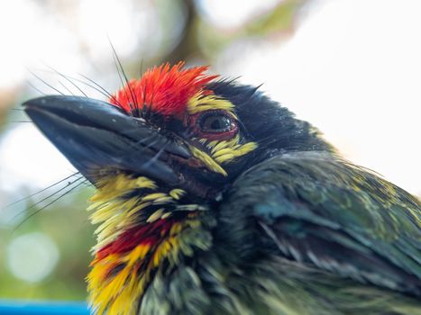 Close up the face of Juvenile Coppersmith barbet bird