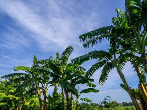 Banana leaves that are torn from the wind