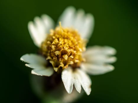 Close-up Tridax Daisy flower blooming