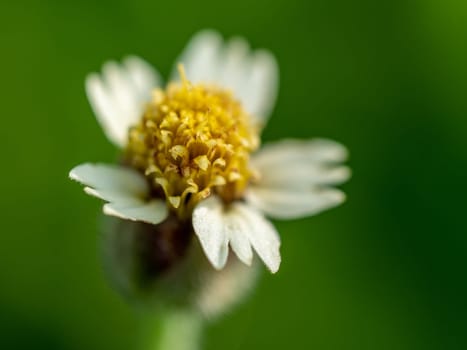 Close-up Tridax Daisy flower blooming