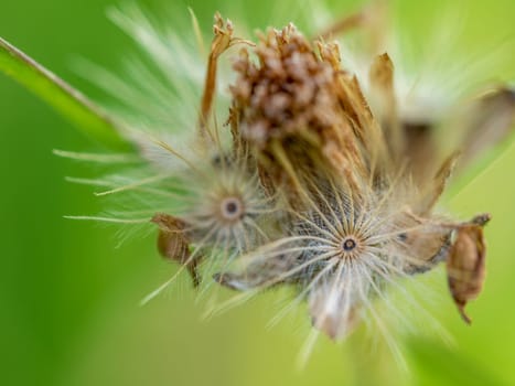 Close-up the seed of a Tridax Daisy flower when withering