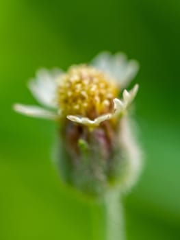 Close-up Tridax Daisy flower blooming