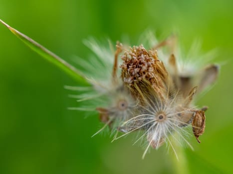 Close-up the seed of a Tridax Daisy flower when withering