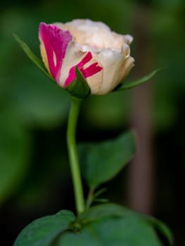 Shape and colors of Fugetsu roses that bloom in Tropical climates