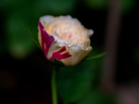 Shape and colors of Fugetsu roses that bloom in Tropical climates