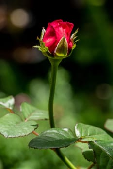 Shape and colors of Princess Kishi roses that blooming