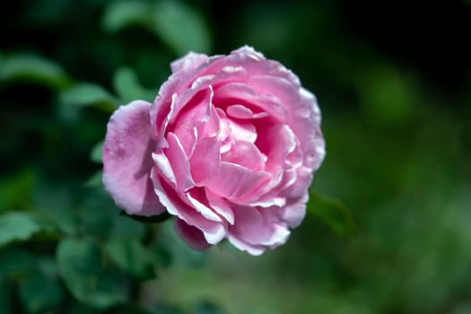 Close-up delicate Soeur Emmanuelle rose petals as nature background