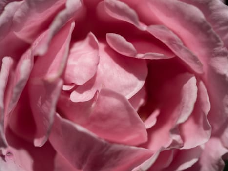 Close-up delicate Soeur Emmanuelle rose petals as nature background