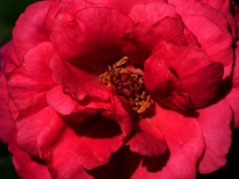 Shape and colors of Princess Kishi roses that blooming