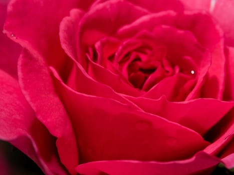 Shape and colors of Princess Kishi roses that blooming