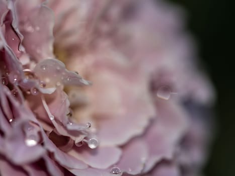 Close-up delicate Princess Kaori rose petals as nature background